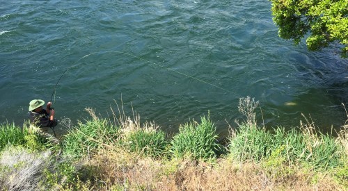 A flash in the water as a big Deschutes Redside puts a serious bend into a 5 wt.